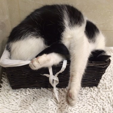 Katze schläft im Korb