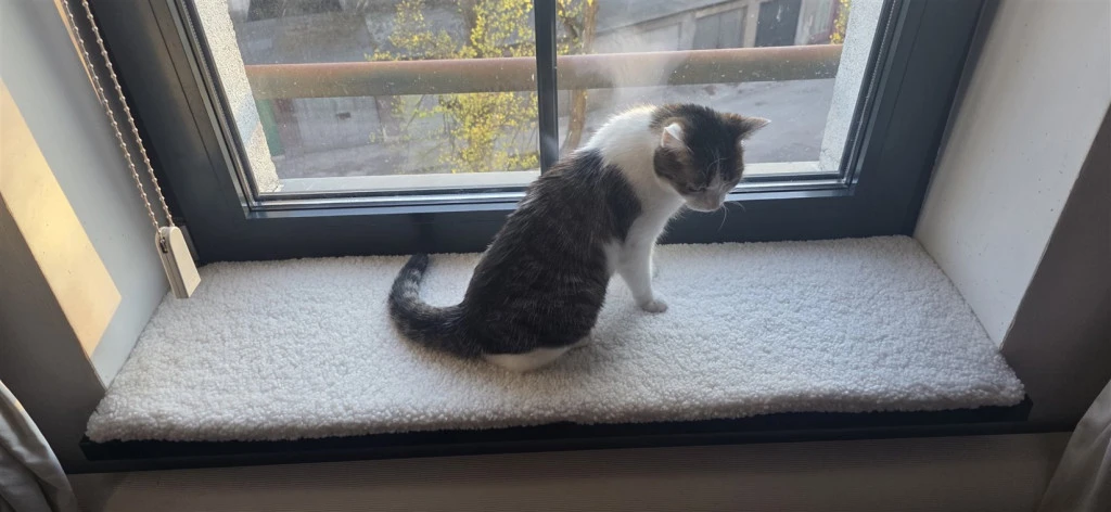 Katze sitzt auf dem weißen Teddy-Kissen und schaut hinaus