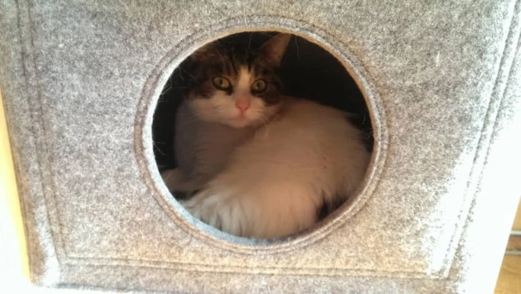 Katzenkorb Filz