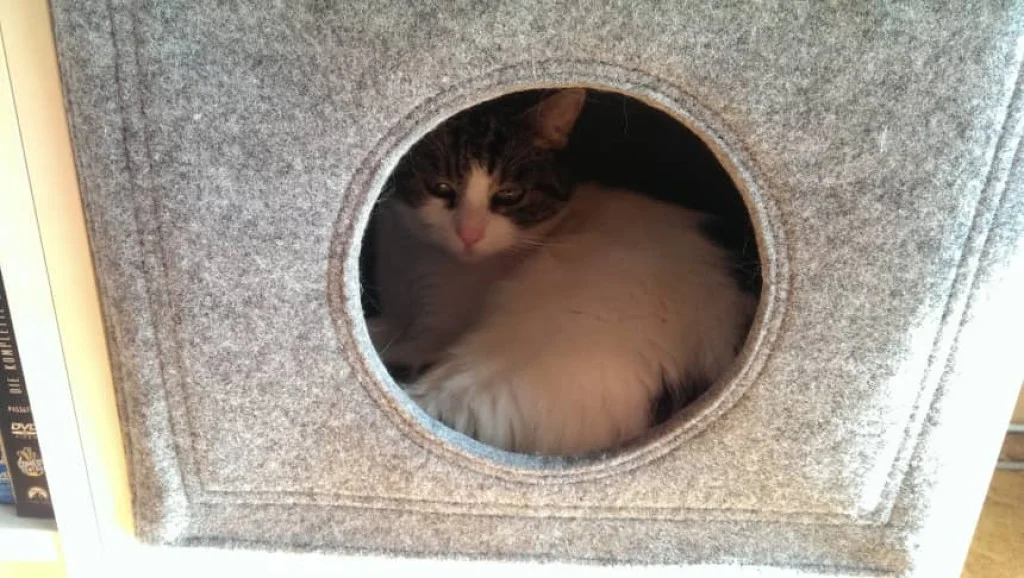 Katzenbett Filz