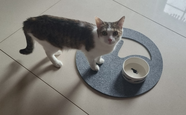 Unstersetzer aus Filz Katze