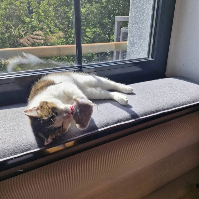 Fensterbank-Katzenkissen aus Filz nach Maß in Grau – Katze döst in der Sonne