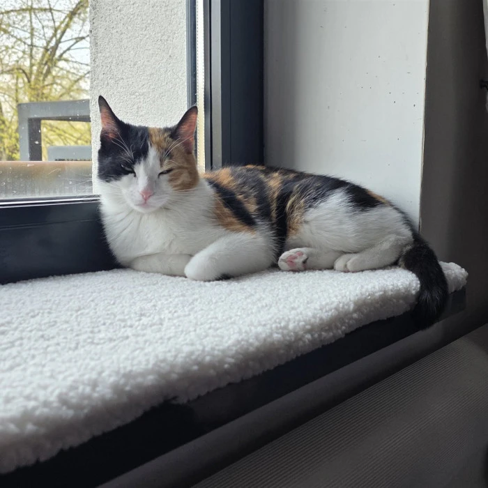 Fensterbank-Katzenkissen aus Teddy-Kunstfell nach Maß in Weiß – Katze liegt am Fenster
