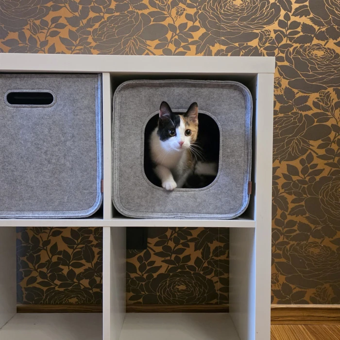 Katzenhöhle aus Filz im Regalfach, Katze schaut heraus