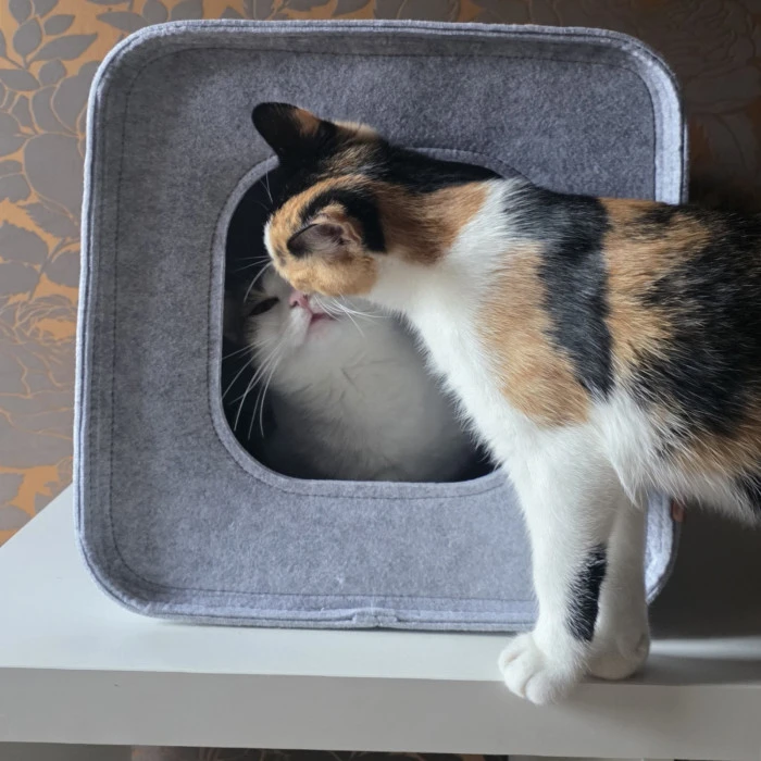 Katze steigt aus der Katzenhöhle aus Filz