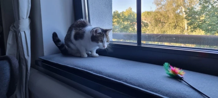 Katze spielt auf dem grauen Filz-Fensterbankkissen