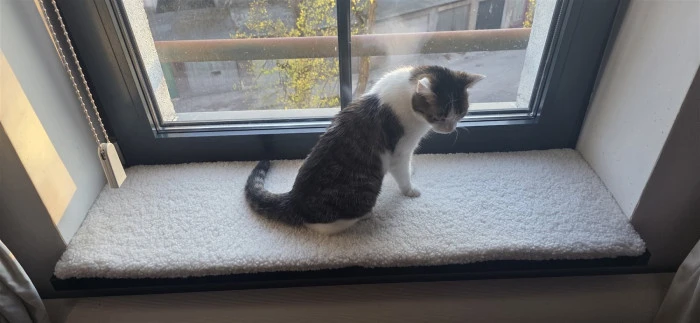 Katze sitzt auf dem weißen Teddy-Kissen und schaut hinaus