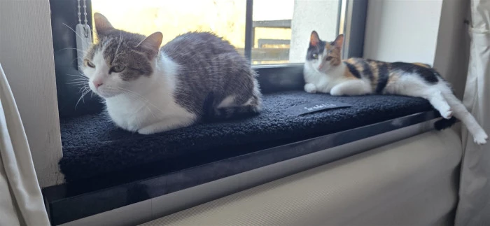 Teddy-Fensterbankkissen in Schwarz mit zwei Katzen