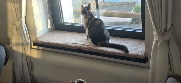Teddy-Fensterbankkissen in Beige – Katze schaut aus dem Fenster