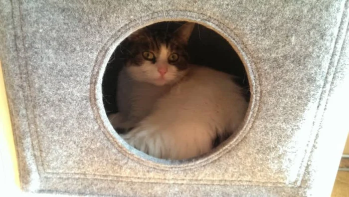 Katzenkorb Filz