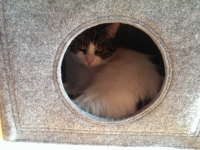Katzenhöhle aus Filz hellgrau passend Boon