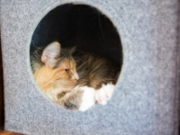 Katzenhöhle aus Filz hellgrau passend Expedit & Kallax