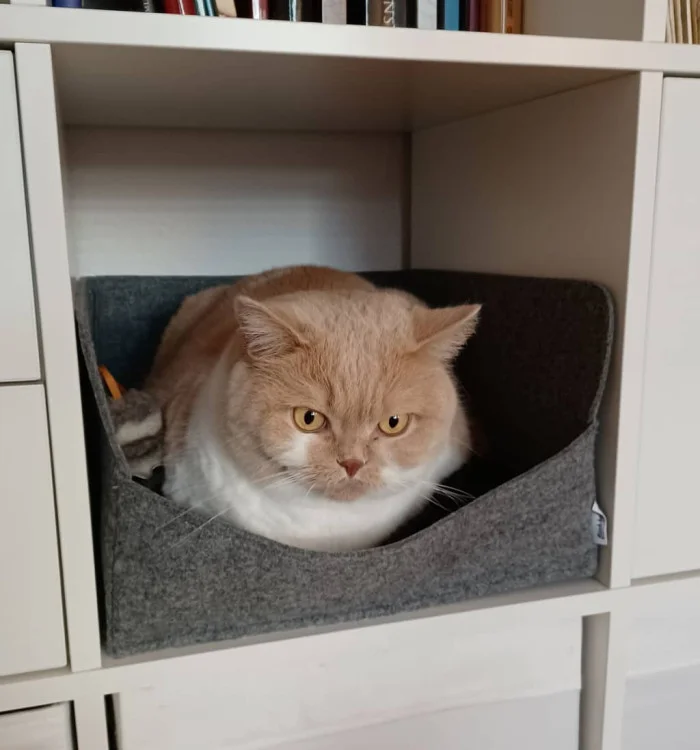 Katzenbett Einschub für Kallax