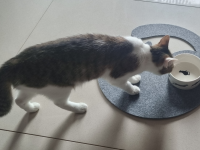 Unstersetzer aus Filz Katze