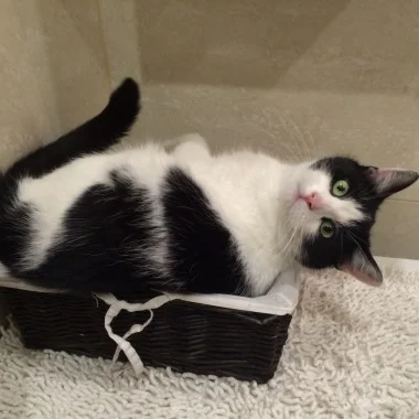 Stich-haltig Katzenkorb