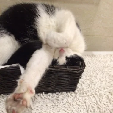 Katze schläft im Korb