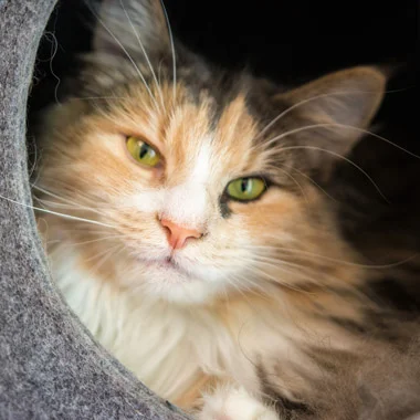 Stich-haltig Katzenkorb