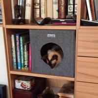Katzenhöhle im Schrank