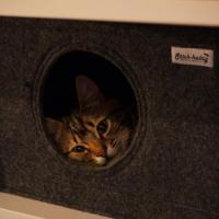 Katzenhöhle für Meaux 