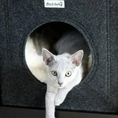 Katzenhoehle